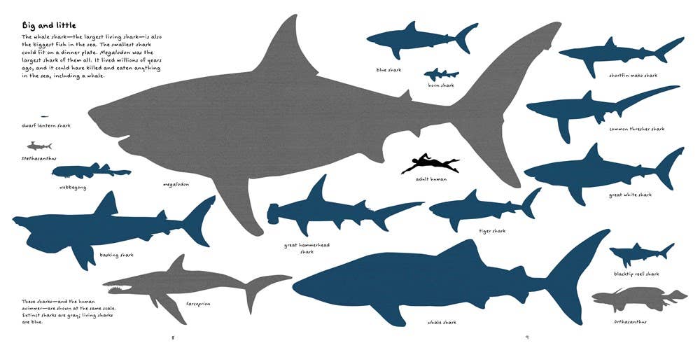 The Shark Book : Steve Jenkins