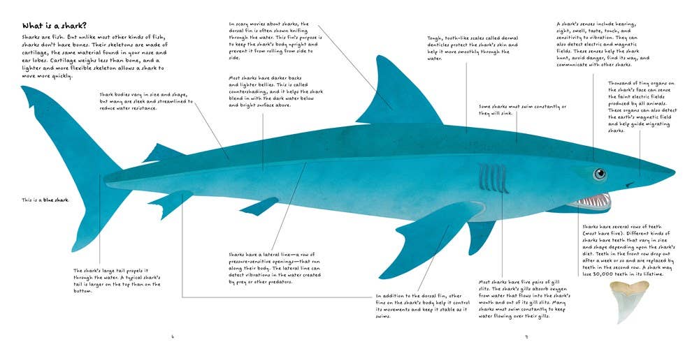 The Shark Book : Steve Jenkins