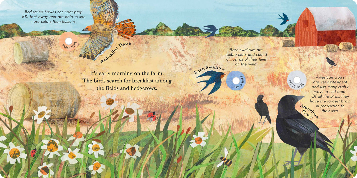 Songs Of The Birds