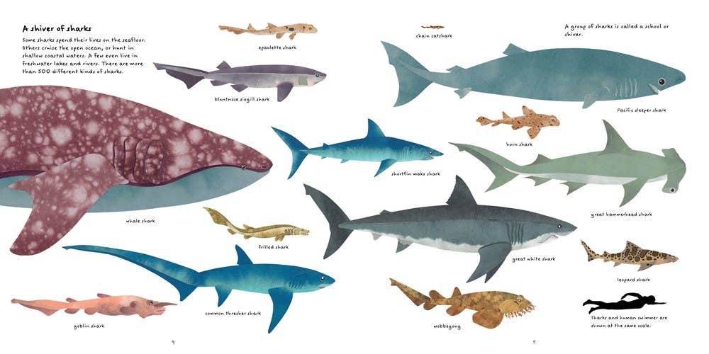 The Shark Book : Steve Jenkins