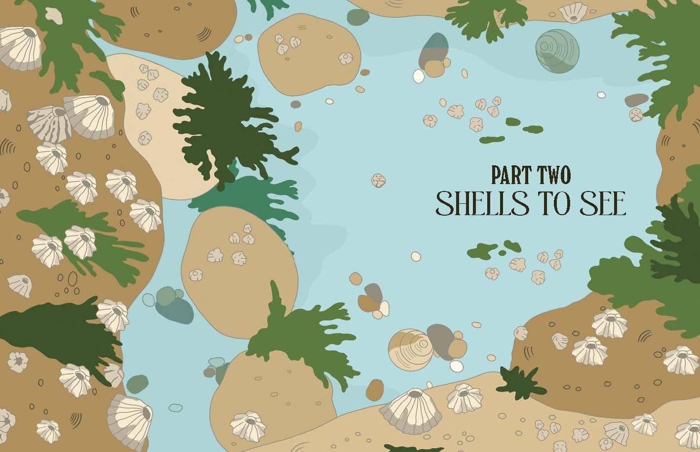 Shells