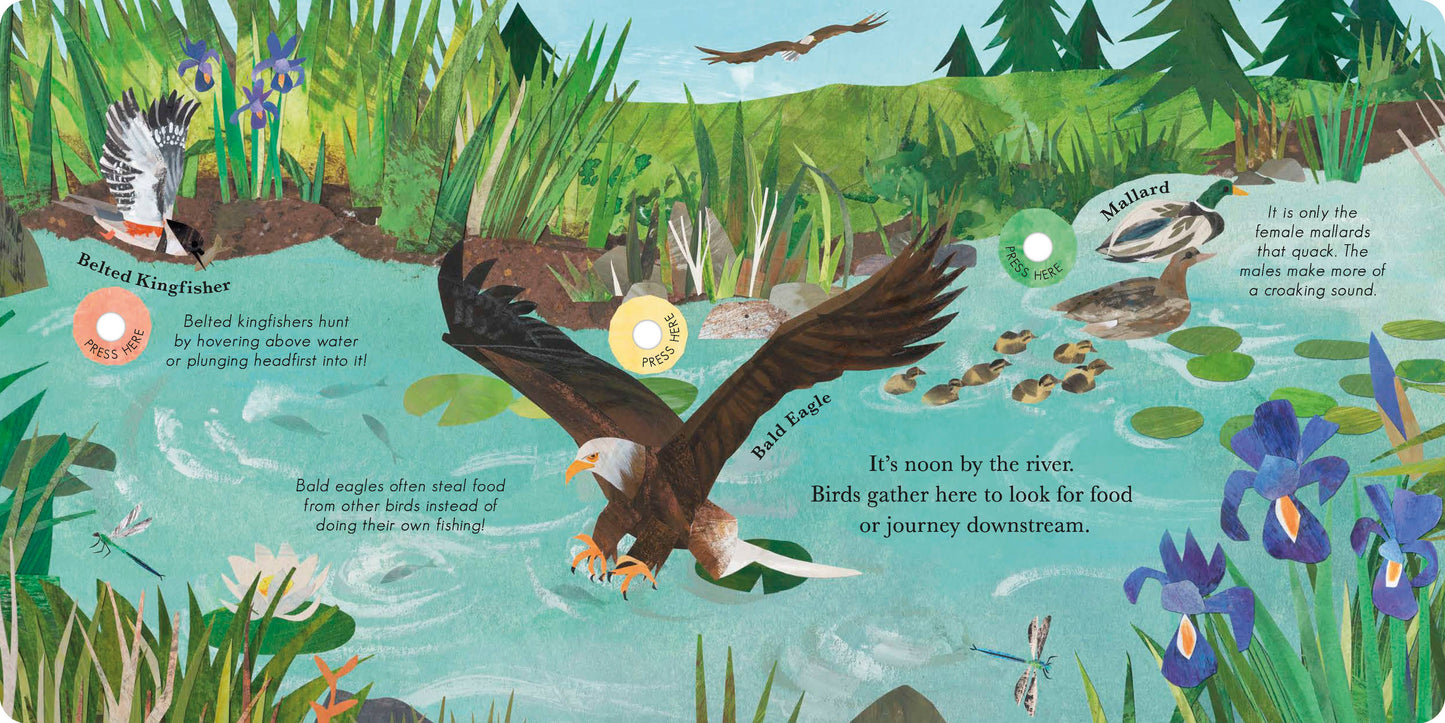 Songs Of The Birds