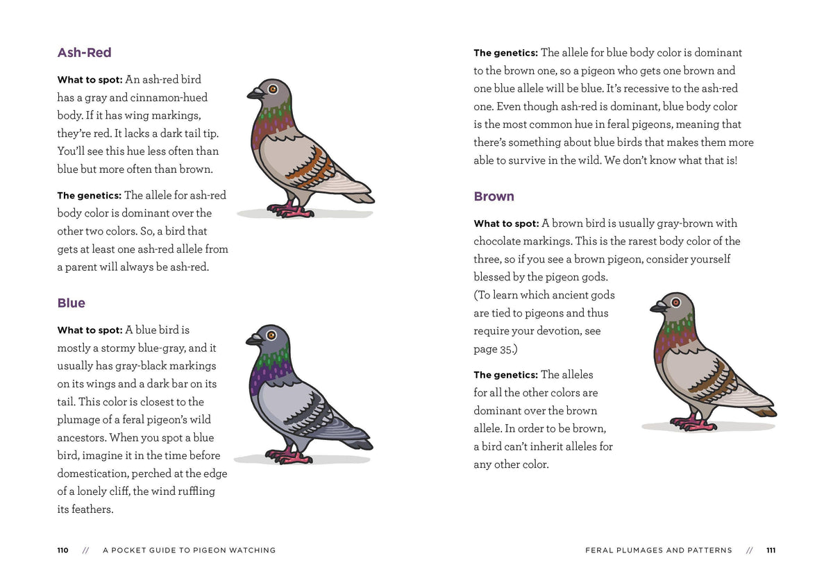 A Pocket Guide to Pigeon Watching: Trade Paperback