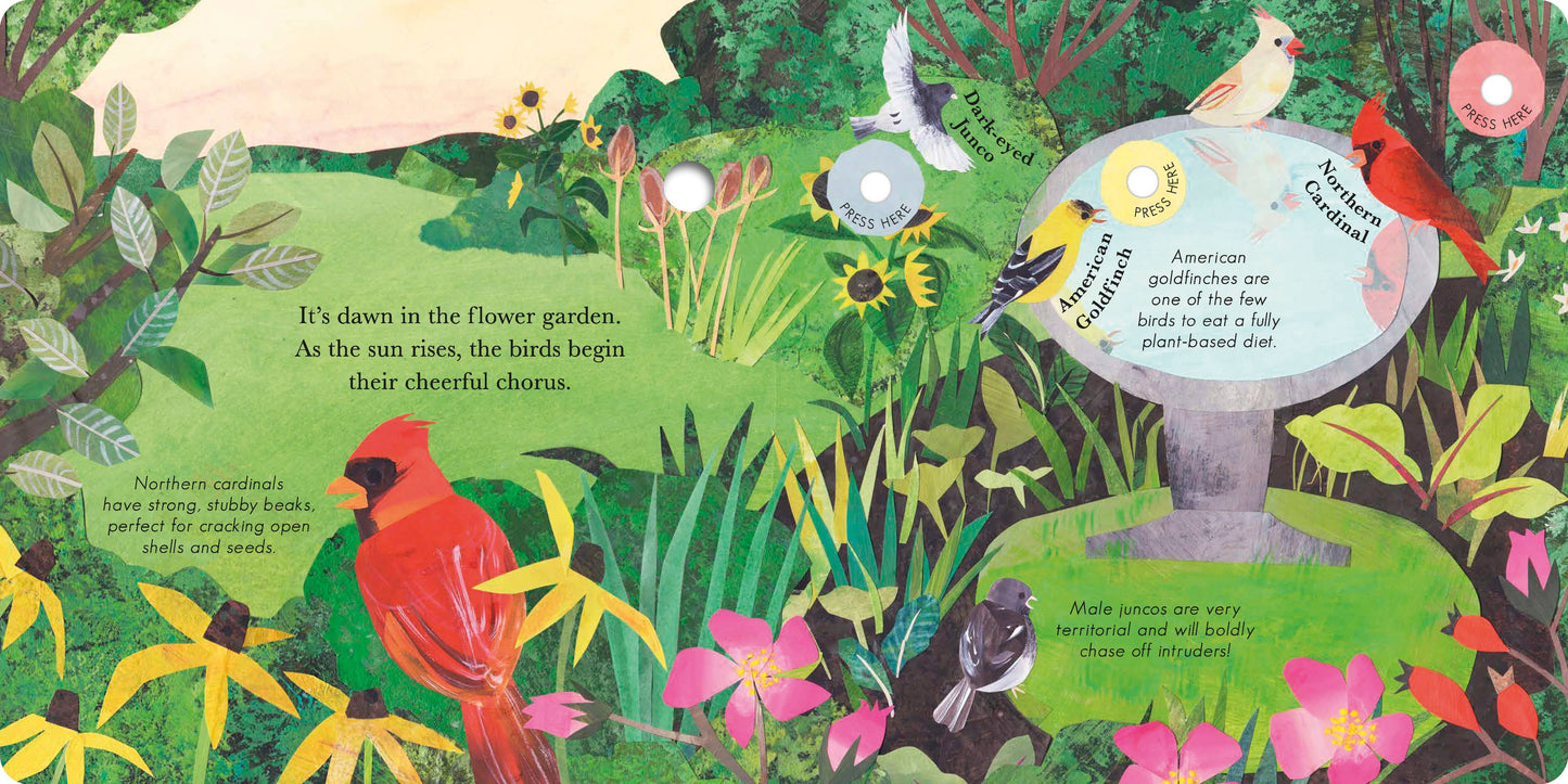Songs Of The Birds