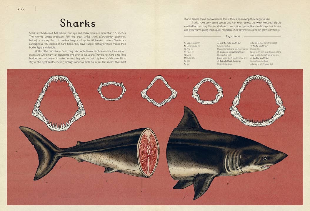 Animalium